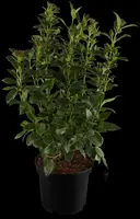 Viburnum tinus (Viburnum) - afbeelding 5
