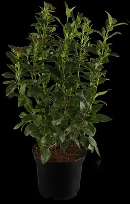 Viburnum tinus (Viburnum) - afbeelding 7