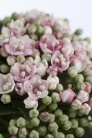 Viburnum tinus (Viburnum) - afbeelding 9