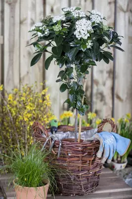 Viburnum tinus (Viburnum) - afbeelding 10