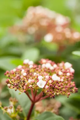 Viburnum tinus (Viburnum) - afbeelding 16