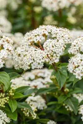 Viburnum tinus (Viburnum) - afbeelding 20