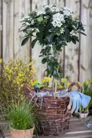 Viburnum tinus (Viburnum) - afbeelding 10