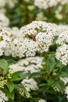 Viburnum tinus (Viburnum) - afbeelding 20