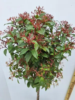 Viburnum tinus (Viburnum) - afbeelding 2
