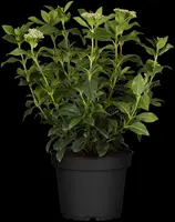 Viburnum tinus (Viburnum) - afbeelding 14