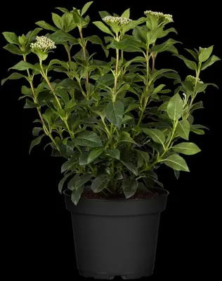 Viburnum tinus (Viburnum) - afbeelding 14