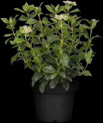 Viburnum tinus (Viburnum) - afbeelding 17
