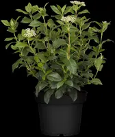 Viburnum tinus (Viburnum) - afbeelding 15