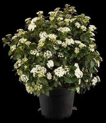 Viburnum tinus (Viburnum) - afbeelding 19