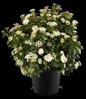 Viburnum tinus (Viburnum) - afbeelding 19