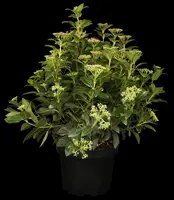 Viburnum tinus (Viburnum) - afbeelding 3