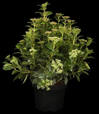 Viburnum tinus (Viburnum) - afbeelding 3