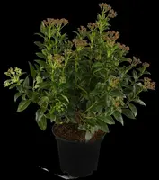 Viburnum tinus (Viburnum) - afbeelding 4