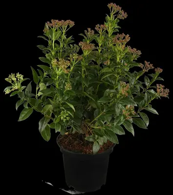 Viburnum tinus (Viburnum) - afbeelding 4