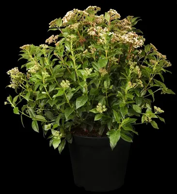 Viburnum tinus (Viburnum) - afbeelding 2