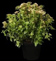 Viburnum tinus (Viburnum) - afbeelding 2