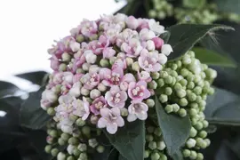 Viburnum tinus (Viburnum) - afbeelding 8