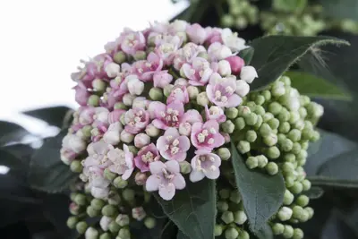 Viburnum tinus (Viburnum) - afbeelding 8