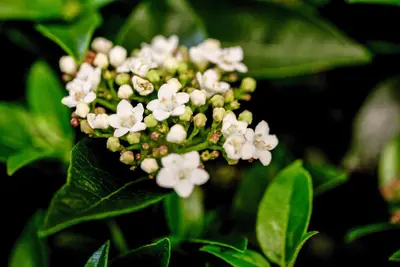 Viburnum tinus (Viburnum) - afbeelding 12