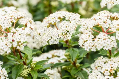 Viburnum tinus (Viburnum) - afbeelding 22