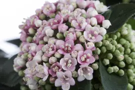 Viburnum tinus (Viburnum) - afbeelding 9