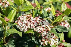 Viburnum tinus (Viburnum) - afbeelding 20