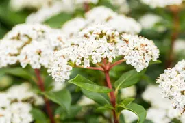 Viburnum tinus (Viburnum) - afbeelding 23