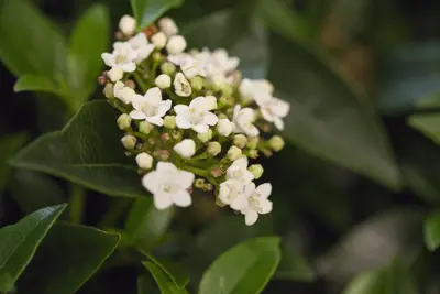 Viburnum tinus (Viburnum) - afbeelding 11