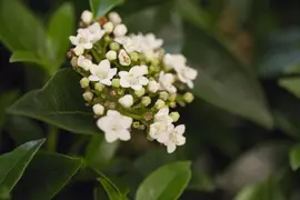 Viburnum tinus (Viburnum) - afbeelding 11