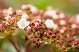 Viburnum tinus (Viburnum) - afbeelding 17