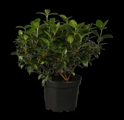 Viburnum tinus (Viburnum) - afbeelding 1
