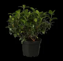 Viburnum tinus (Viburnum) - afbeelding 1