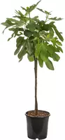 Vijgenboom 150cm - afbeelding 1