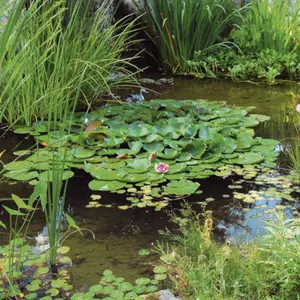 Vijverplanten