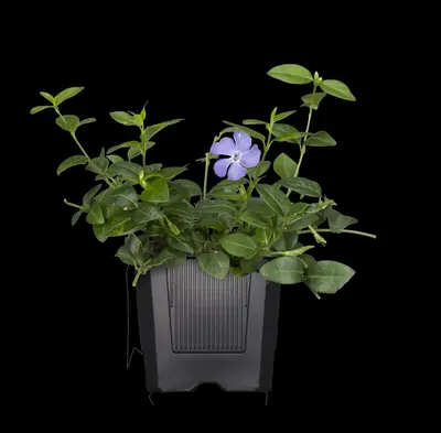 Vinca major (Grote maagdenpalm) - afbeelding 6