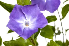 Vinca major (Grote maagdenpalm) - afbeelding 5