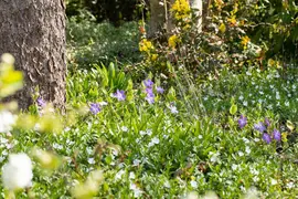 Vinca major (Grote maagdenpalm) - afbeelding 7