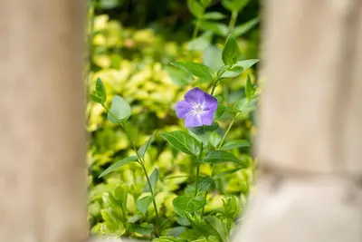 Vinca major (Grote maagdenpalm) - afbeelding 11