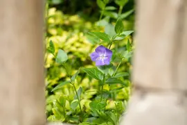 Vinca major (Grote maagdenpalm) - afbeelding 11