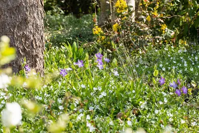 Vinca Major (Grote maagdenpalm) - afbeelding 6