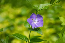 Vinca Major (Grote maagdenpalm) - afbeelding 7