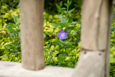 Vinca Major (Grote maagdenpalm) - afbeelding 9