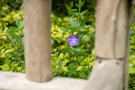 Vinca Major (Grote maagdenpalm) - afbeelding 9