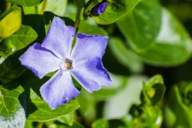 Vinca major (Grote maagdenpalm) - afbeelding 3
