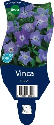 Vinca major (Grote maagdenpalm) - afbeelding 1