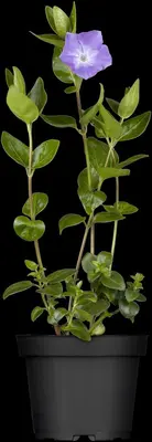 Vinca major (Grote maagdenpalm) - afbeelding 4