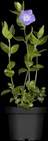 Vinca Major (Grote maagdenpalm) - afbeelding 3