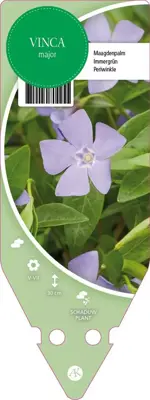 Vinca Major (Grote maagdenpalm) - afbeelding 1