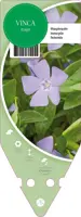 Vinca Major (Grote maagdenpalm) - afbeelding 1